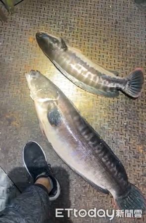 ▲日月潭漁民日前捕獲超過17斤的大型魚虎。（圖／翻攝「日月潭一等高」臉書粉專）