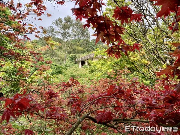 ▲「福田園教育休閒農場」緊鄰陽明山國家公園，此際正值紅楓季。（圖／記者彭懷玉攝）