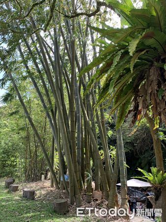 ▲「福田園教育休閒農場」緊鄰陽明山國家公園，此際正值紅楓季。（圖／記者彭懷玉攝）