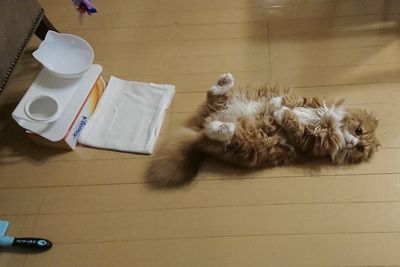 貓咪翻身秀「平坦腹部」賣萌討食 精緻外表引網歪樓:你娃娃掉了