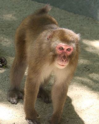 ▲▼日本高崎山自然動物園的獼猴亞凱（Yakei）成為當地保護區史上首位雌性首領。（圖／翻攝takasakiyama.jp）