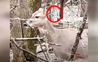 樹林中驚見「活屍鹿」!頭部中箭還能趴趴走...詭異景象曝