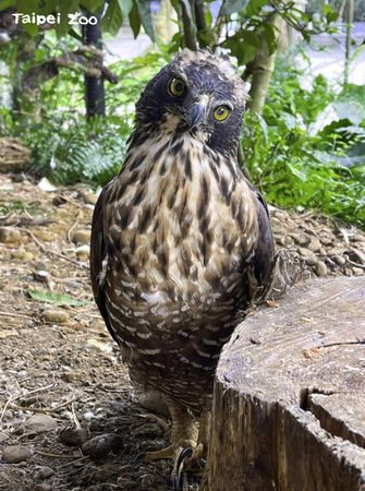 ▲▼母熊鷹繁殖期等無郎　「每年只產一顆蛋」連續4年空包彈。（圖／台北市立動物園提供）