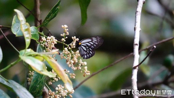 ▲截脈絹粉蝶是首度於西北園區內記錄之蝶種，並為本種於台灣本島最北之紀錄。。（圖／玉山國家公園管理處提供）