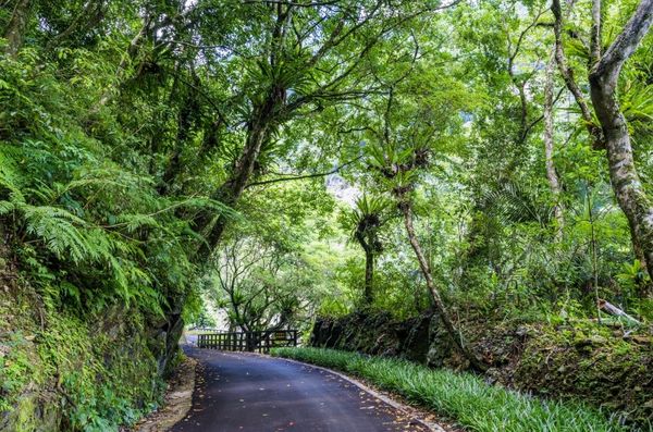 ▲內洞觀瀑步道（拍攝者莊信賢）,內洞變色蕨杯。（圖／林務局新竹林區管理處）