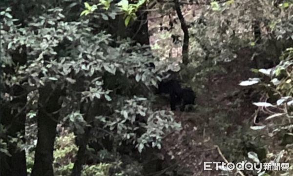 ▲玉山國家公園管理處人員7日於八通關發現黑熊出沒。（圖／玉山國家公園管理處提供）