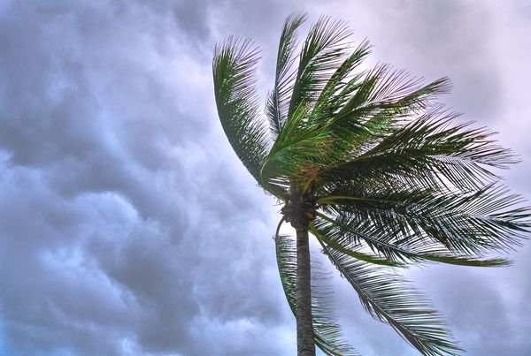 ▲▼暴風,暴風雨,椰子樹,壞天氣。（圖／取自免費圖庫pexels）