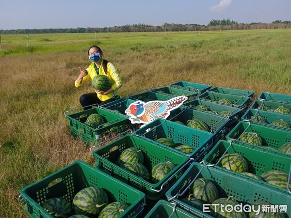 ▲台南市野鳥學會上午在台南歸仁區台糖沙崙農場，舉辦「環頸雉西瓜節」活動，獲民眾以實際行動支持友善耕作，100顆西瓜全數售罄。（圖／記者林悅翻攝，下同）