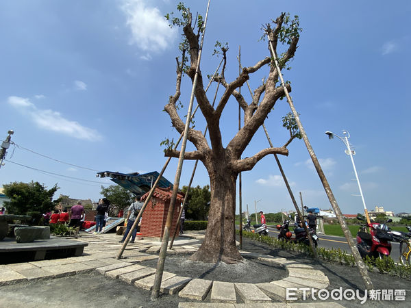 ▲虎尾鎮安溪里原有百年老樹樟樹枯死，經多方找尋下，覓得此棵茄苳樹適合該地，期能成為下個百年樹木。（圖／記者蔡佩旻攝）