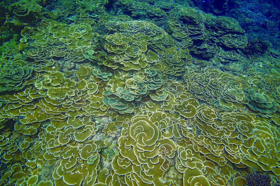 「澎湖南方四島國家公園」，東吉嶼如花園一般的片棘孔珊瑚。（圖／內政部提供）