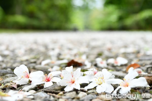 ▲桐花雪紛飛，花蓮吉安鄉桐花祭系列活動已正式開跑。（圖／吉安鄉公所提供，下同）