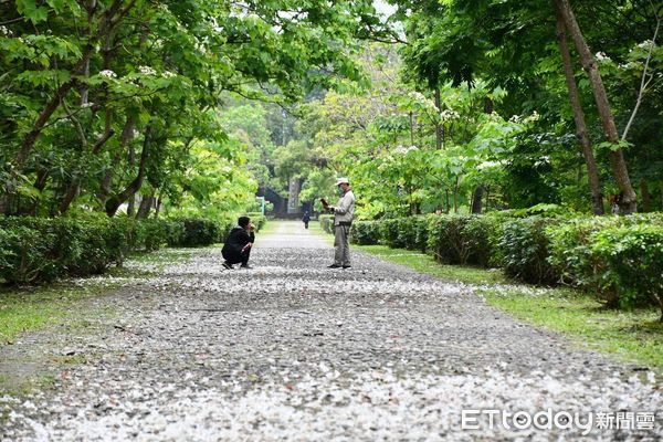 ▲桐花雪紛飛，花蓮吉安鄉桐花祭系列活動已正式開跑。（圖／吉安鄉公所提供，下同）