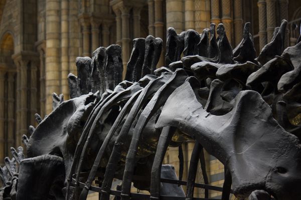 ▲恐龍化石。（示意圖／免費圖庫pixabay）