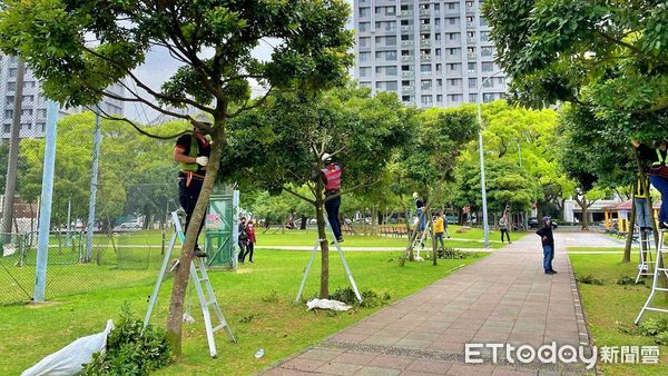 ▲新北培訓樹木修剪高手 北北桃認證互通自由工作。（圖／新北市景觀處提供）