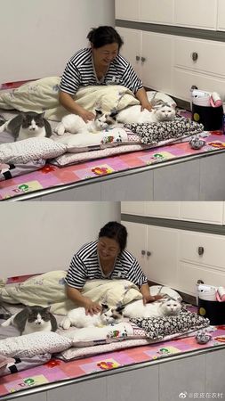 ▲▼皮皮媽替貓咪們做專屬枕頭還搭配哄睡服務。（圖／翻攝自微博）