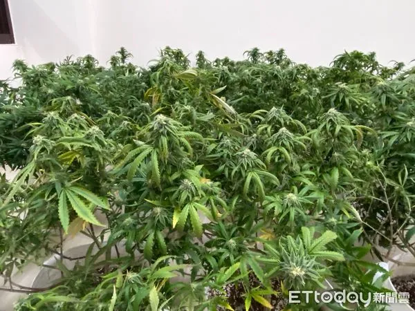 ▲警方於四嫌租屋處查扣大麻植株467株、大麻成品1批及相關栽培、乾燥設備。（圖／記者蔡佩旻翻攝）