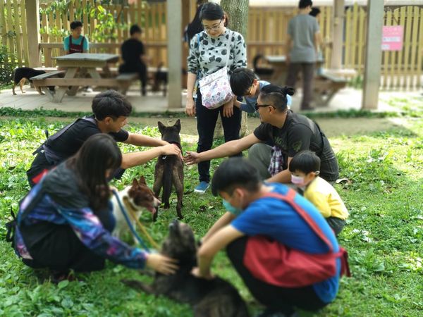 ▲▼「黑色情人節」拒當單身狗　收容所歐告毛亮柔順燦笑等一個家。（圖／新北市動保處提供）