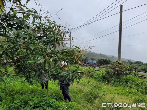 ▲▼連續鋒面持續降雨，導致著果情形不佳，台東已陸續傳出遲發性芒果不結果的災情。（圖／台東縣政府提供，下同）