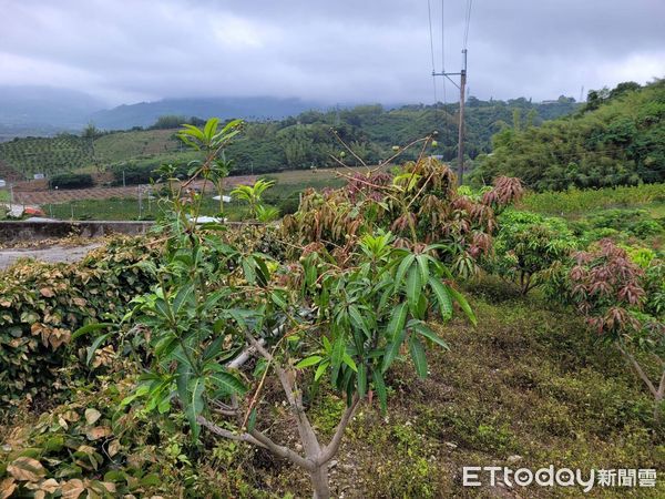 ▲▼連續鋒面持續降雨，導致著果情形不佳，台東已陸續傳出遲發性芒果不結果的災情。（圖／台東縣政府提供，下同）