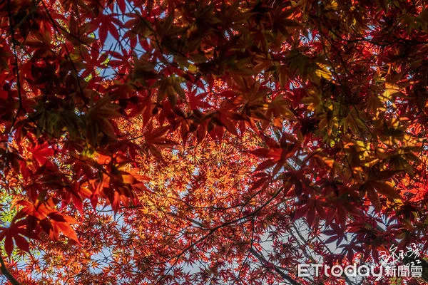 ▲▼             。（圖／福壽山農場提供，許釗滂攝影）