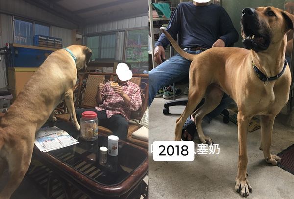 ▲高山犬寶寶養6年「項圈埋進肉裡」　招牌皺眉＋嘴邊肉原比例放大。（圖／有點毛毛的／粉專「高山犬不住高山」提供）