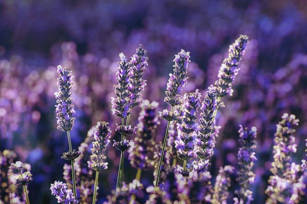 ▲▼「代表花朵」心理測驗。（圖／翻攝unsplash,pexels）