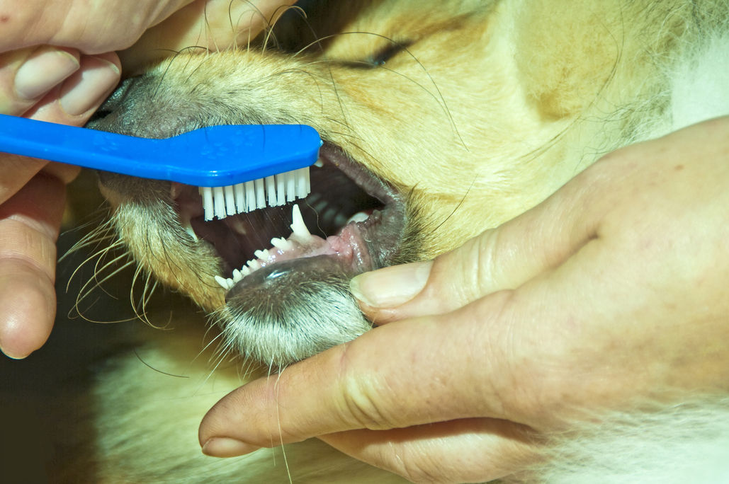 老犬「韓吉」一口氣被拔21顆牙重傷！飼主怒告獸醫求償16萬敗訴