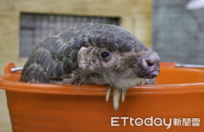 台捷友好！北市動物園「借殖穿山甲」飛抵布拉格　預計5月中見客