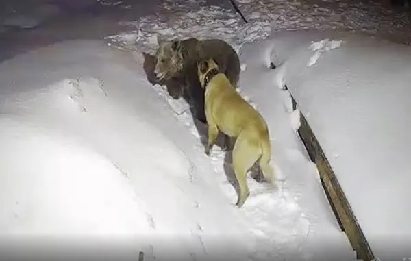 散步遇到凶猛野熊！　寵物犬「保護主人」大戰野獸廝殺片曝光。（圖／翻攝自YouTube）