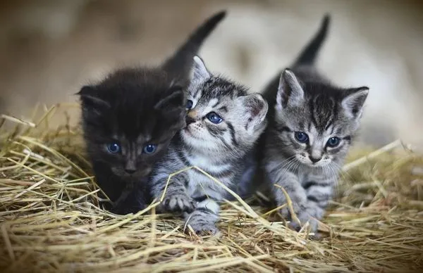 ▲▼小貓。（小貓示意圖／取自免費圖庫Pixabay）