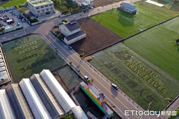 ▲國際扶輪3461地區17個扶輪社和2個扶青社，運用苑裡鎮農會研發的稻田彩繪技術，種植出相關圖騰，收割後將白米捐贈地方。（圖／記者黃孟珍翻攝）