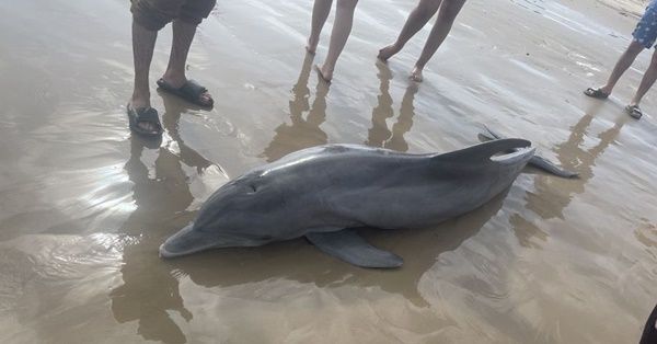 ▲▼德州海豚擱淺死亡。（圖／翻攝自Facebook／Texas Marine Mammal Stranding Network）