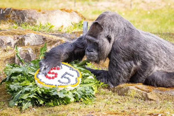 ▲▼生日快樂！ 全球最長壽大猩猩歡慶65歲 柏林動物園獻上蛋糕。（圖／柏林動物園推特@zooberlin）