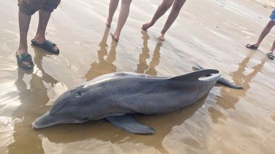 「生病母海豚」擱淺遭活活虐死！白目泳客嘻笑騎上去　動保隊到場救援變收屍