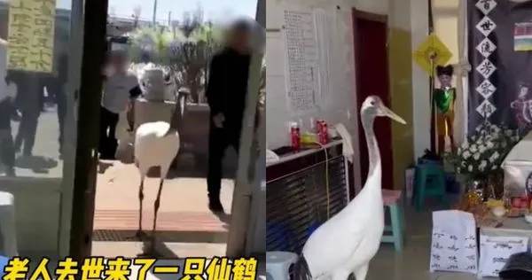 家中老人過世，沒想到卻看到仙鶴前來叩首示意。（圖／翻攝自微博）