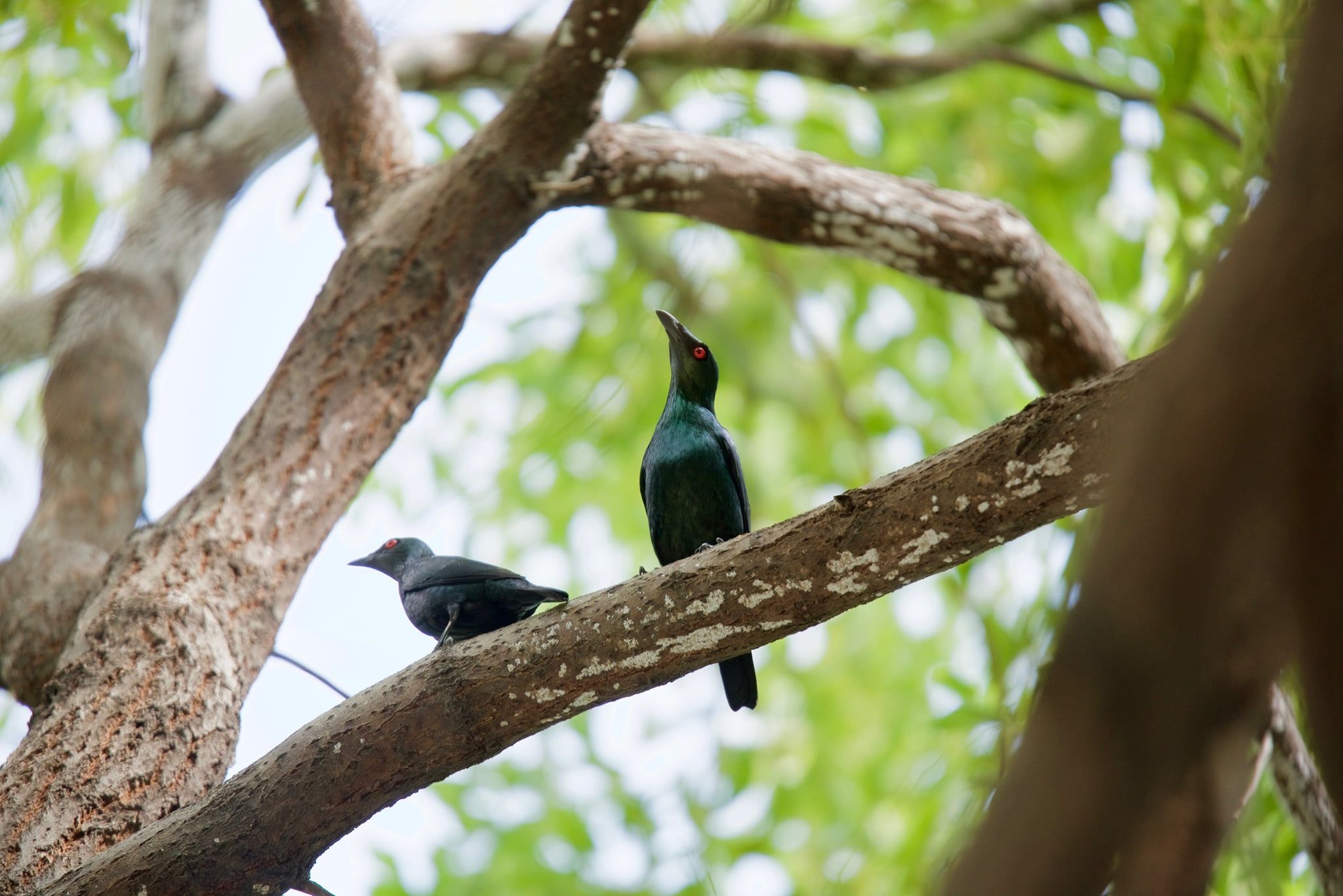 ▲▼輝椋鳥 。（圖／林務局提供）