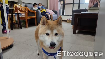 倖存受虐柴到國小當校園犬　溫柔微笑陪伴自閉童走過情緒低潮