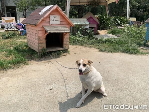 ▲台南市動物之家善化站及灣裡站的毛小孩等待民眾認養，希望能為牠們找到家。（圖／記者林悅翻攝，下同）