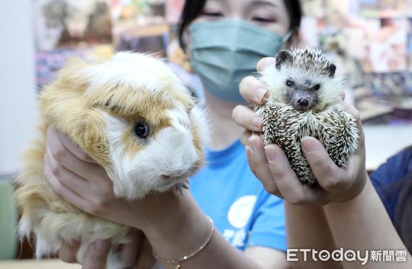 ▲▼動保團體與跨黨派立委共同召開「非犬貓寵物的哀嚎！愛鼠、刺蝟與愛兔動物福利在哪裡？」記者會 立法院 天竺鼠 刺蝟。（圖／記者屠惠剛攝）