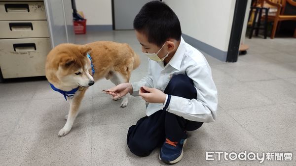 ▲▼倖存受虐柴到國小當校園犬　溫柔微笑陪伴自閉童走過情緒低潮。（圖／新北市動保處提供）