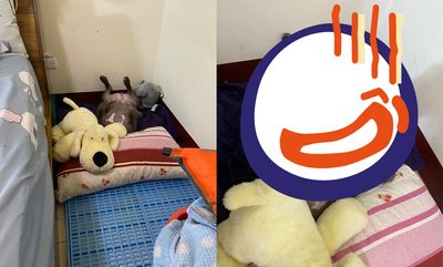 飼主進房見惡霸犬「翻肚斷頭」縮角落　媽傻眼：上秒明明還好的