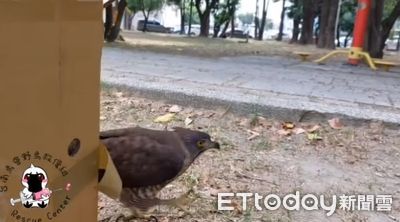 台南鳥會搶救鳳頭蒼鷹鳥媽媽　救治後成功野放回巢