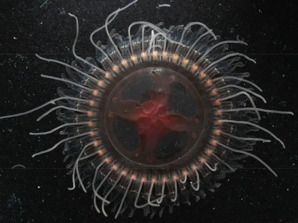 ▲▼Atolla reynoldsi。（圖／翻攝自期刊Animals）