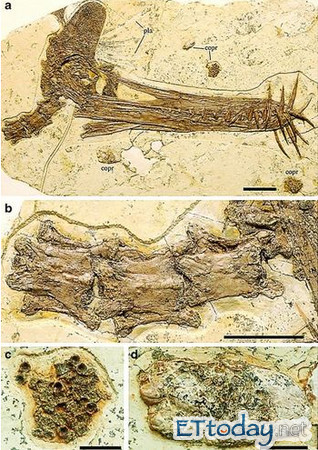 大陸科學家在遼西地區挖到白堊紀翼龍化石，名為獵手鬼龍。(圖／人民網)
