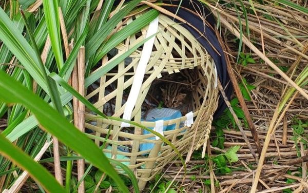 ▲▼田邊發現2隻小石虎 農業處提醒不要移動牠。（圖／翻攝苗栗縣政府網站）