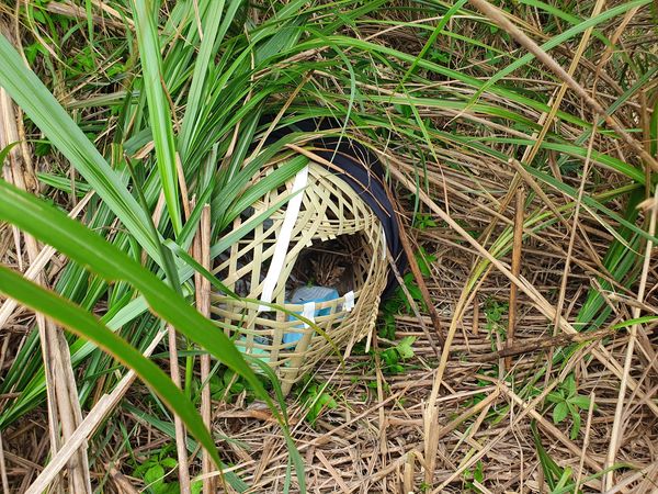 ▲▼田邊發現2隻小石虎 農業處提醒不要移動牠。（圖／翻攝苗栗縣政府網站）