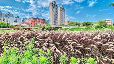 都市裡的「粉紫秘境」超夢幻！紫夢狼尾草悄盛開　沿南崁溪騎車吹風