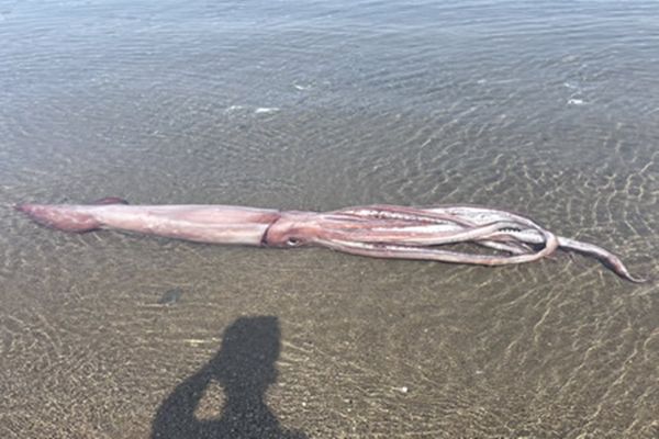 ▲日本海邊驚見「3公尺巨型魷魚」　來自深海引網憂：大地震先兆？（圖／翻攝自松島水族館）