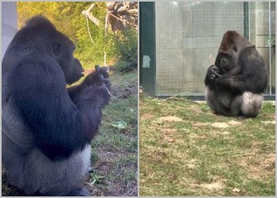 不再和2同伴玩！大猩猩沉迷看手機…狂靠玻璃旁　美動物園下禁令