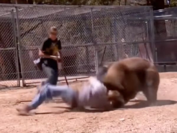 ▲▼美國西維吉尼亞州一隻灰熊失控咬死馴獸師。（圖／翻攝自YouTube／RamiRoid）